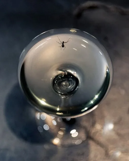 An ant resting on the rim of a crystal glass, part of one course